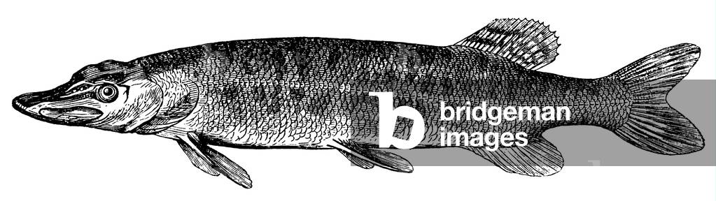 Bild von Gravur "Pike", b/w