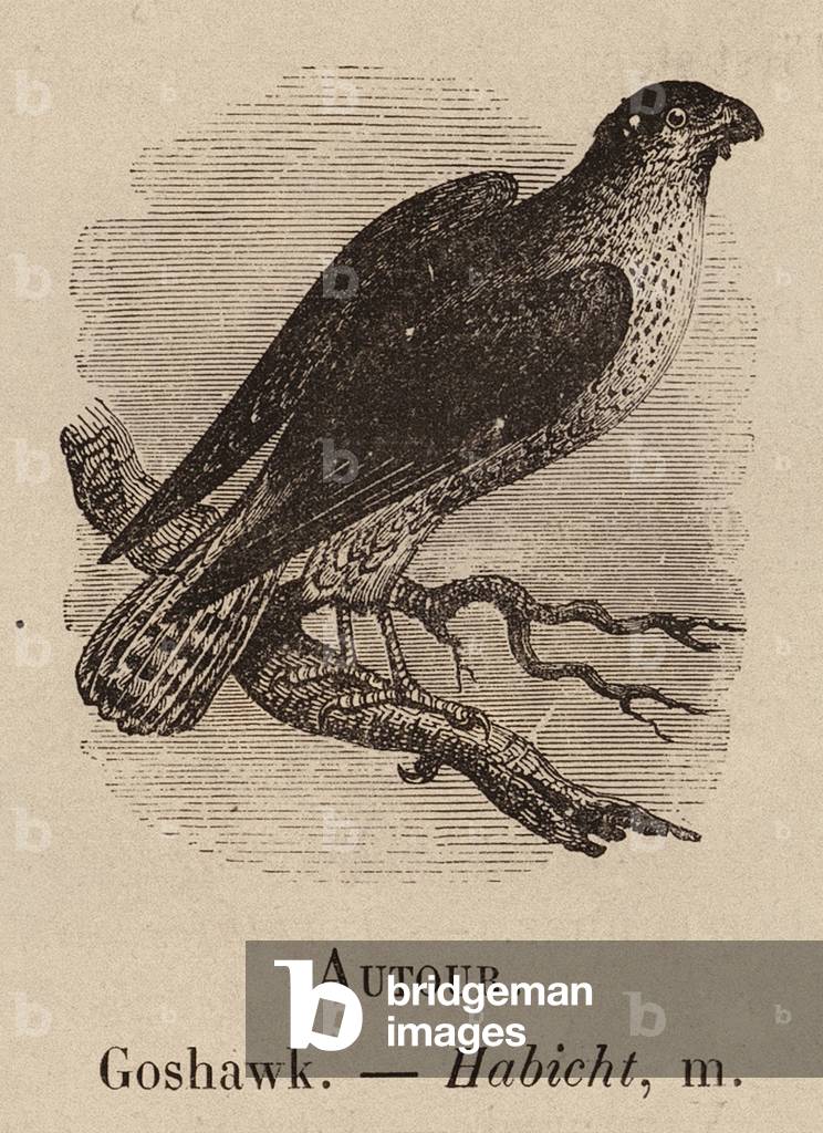 "Le Vocabulaire Illustre: Autore; Astore; Habicht (incisione)" 1873 di European School
