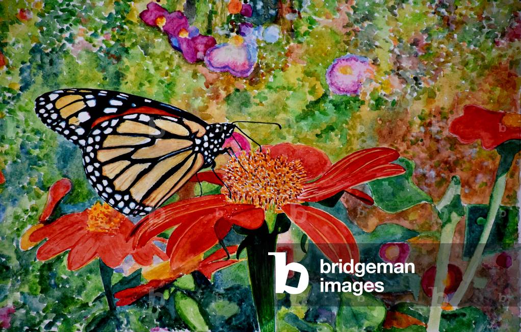 Monarch Butterfly, 2019, (watercolor)