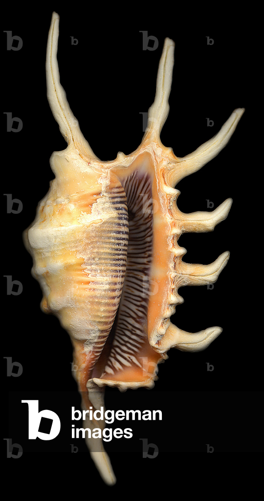 Conque faux scorpion, 2004 (photo)