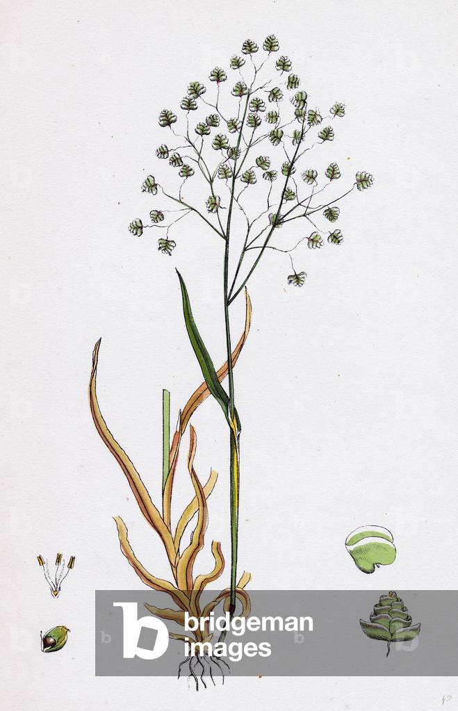 Briza Minor Piccolo Quaking-Erba