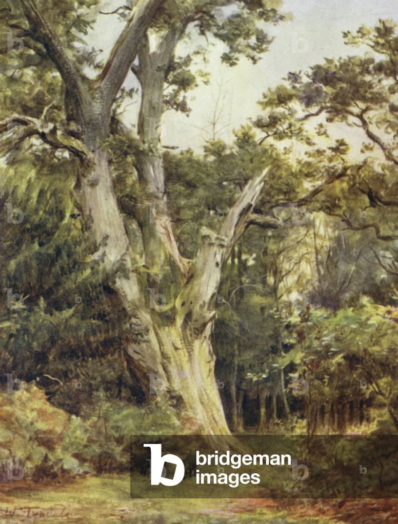 La Nuova Foresta: Il Re a Boldrewood (colore litico)