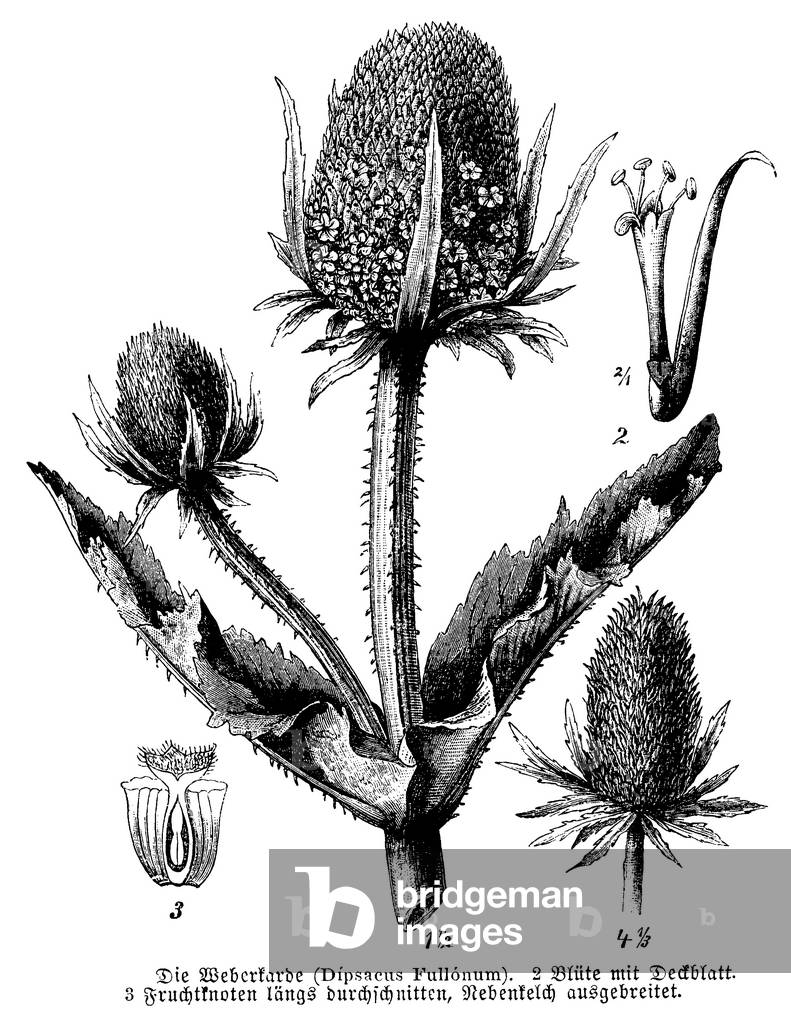 Image of Engraving depicting common madder or dyer's madder, b/w