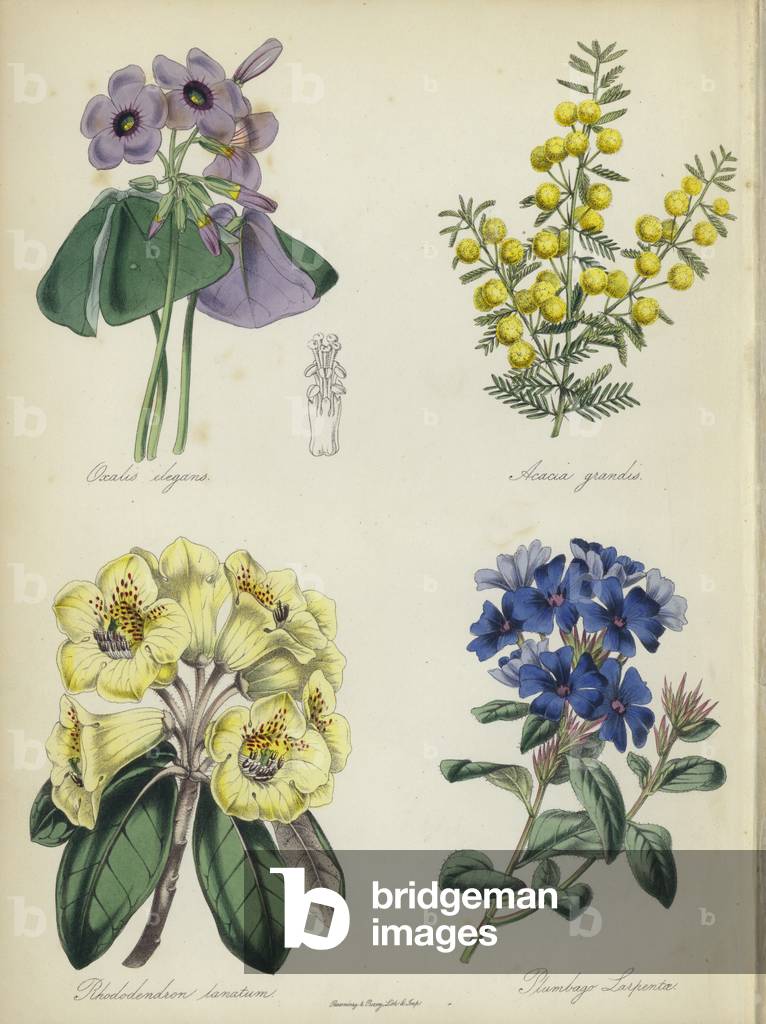 "Englischer Blumengarten: Oxalis elegans" von English School