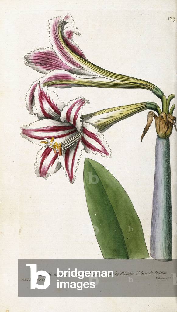 rot-weiß gestreifte Lilie, 1799-1810 (handkolorierte Gravur)