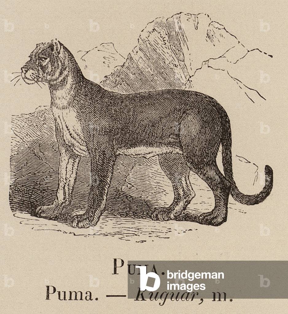 Le Vocabulaire Illustre : Puma ; Kuguar (gravure)
