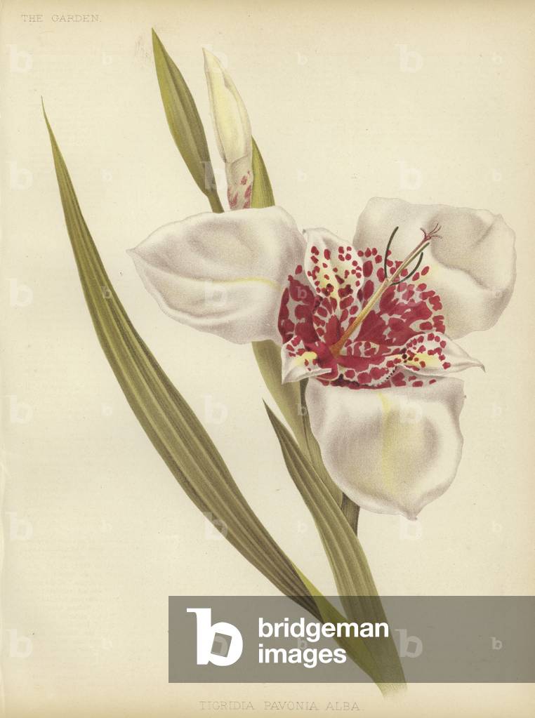 Tigridia pavonia Alba (Farbe litho)
