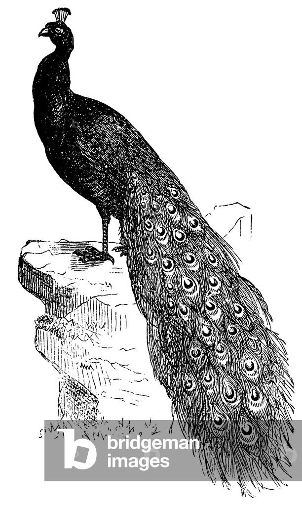 Bild von Gravur "Pfau", b/w