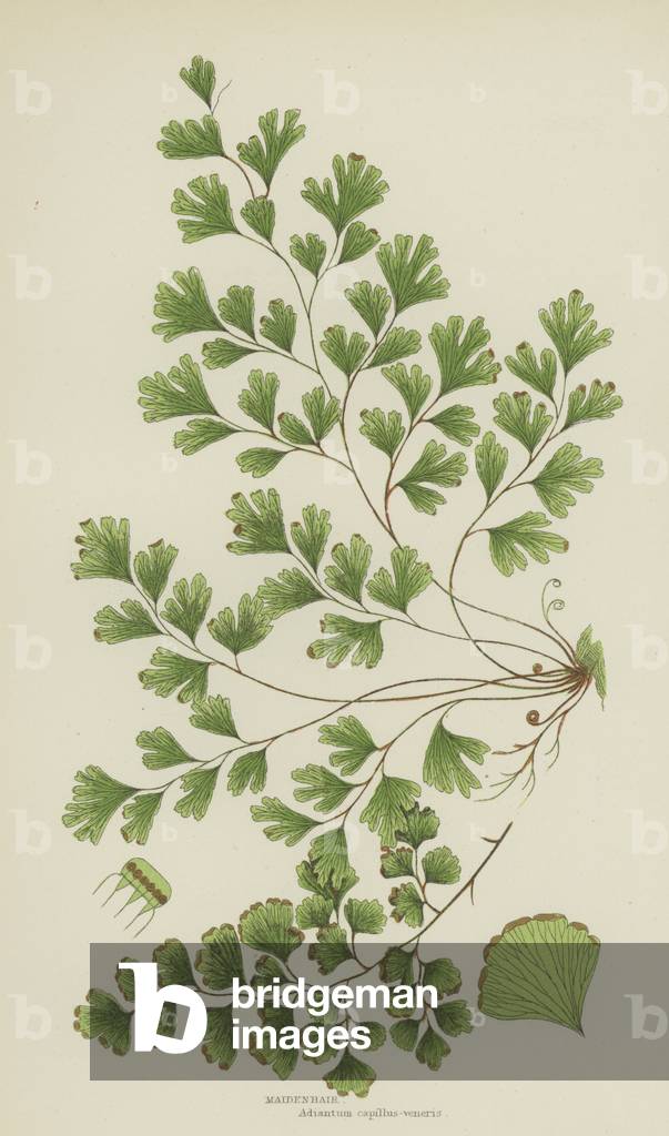 Maidenhair (colore lito)