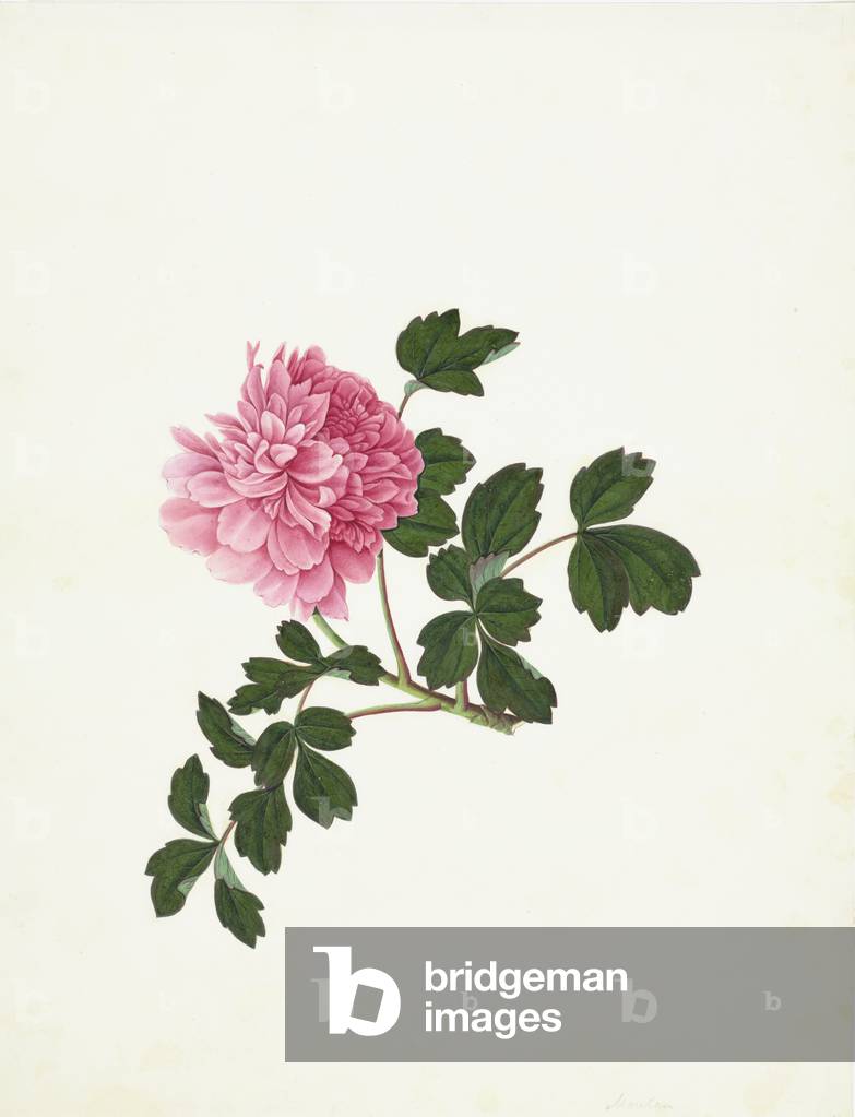 Paeonia sp.