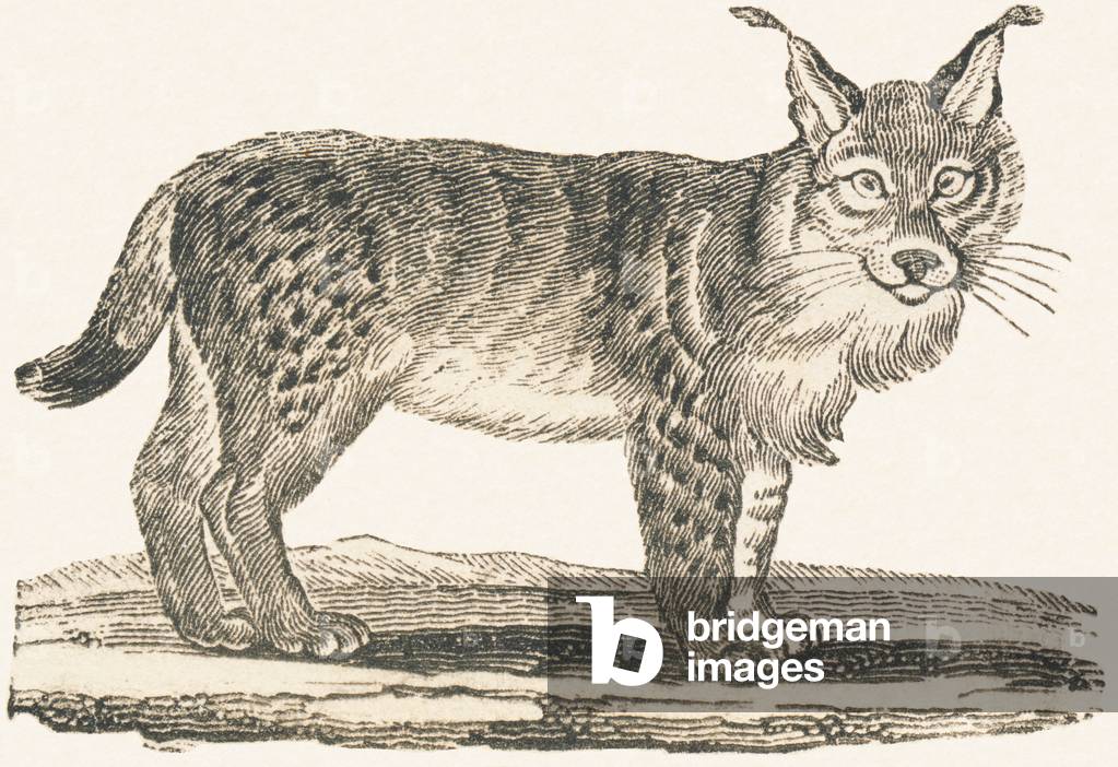 Immagine di Incisione "Lynx" 1850 di Louis Simon Lassalle