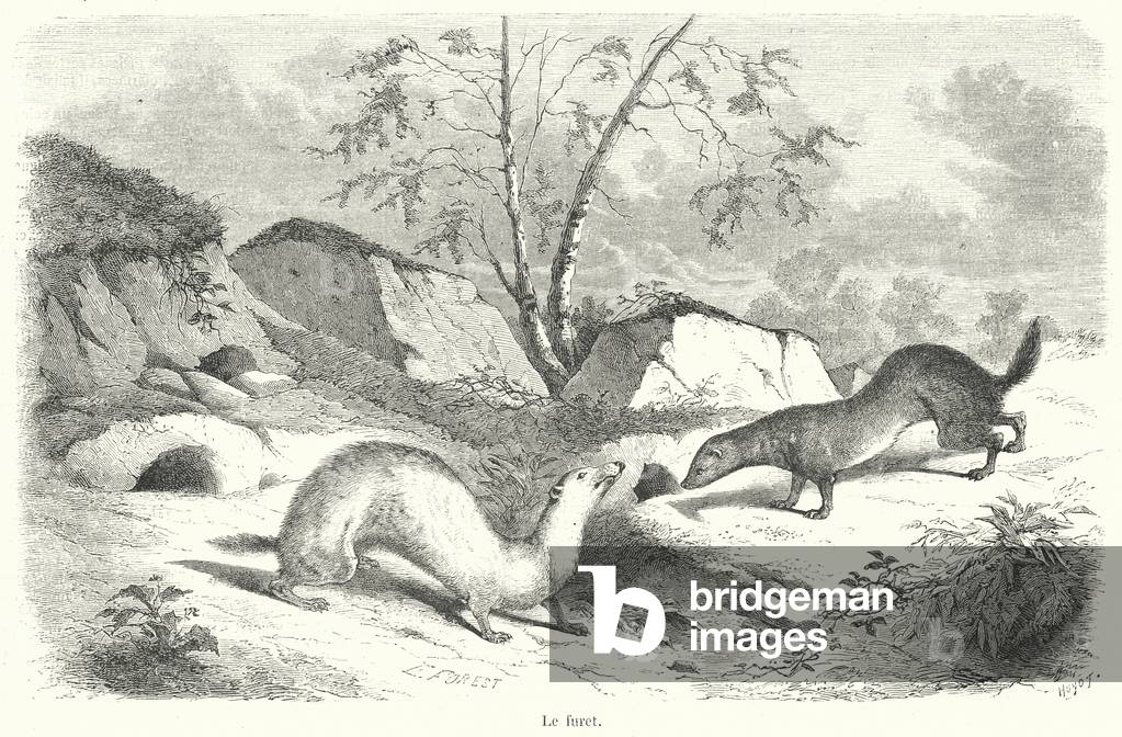 Le furet (engraving) by French Artist