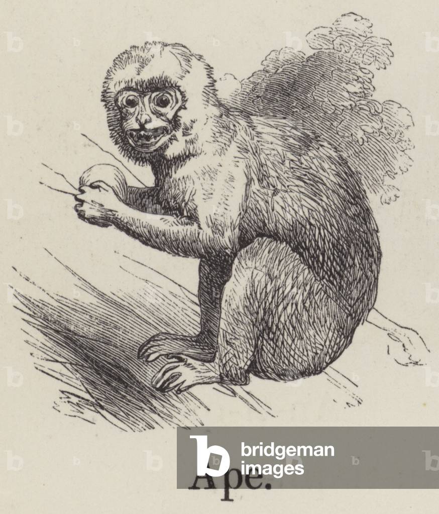 Ape (engraving) by English Artist