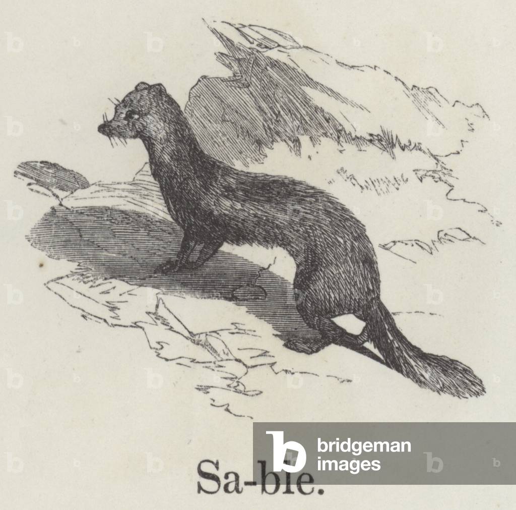 "Sable (Gravur)" von English School