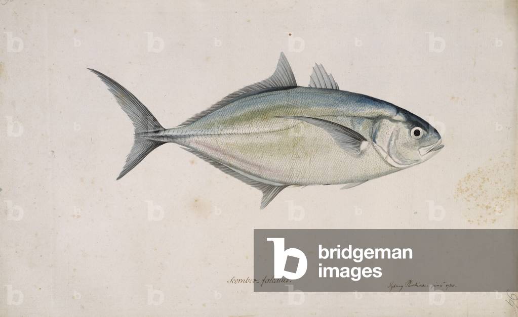 "Carangoide crisos" 1768