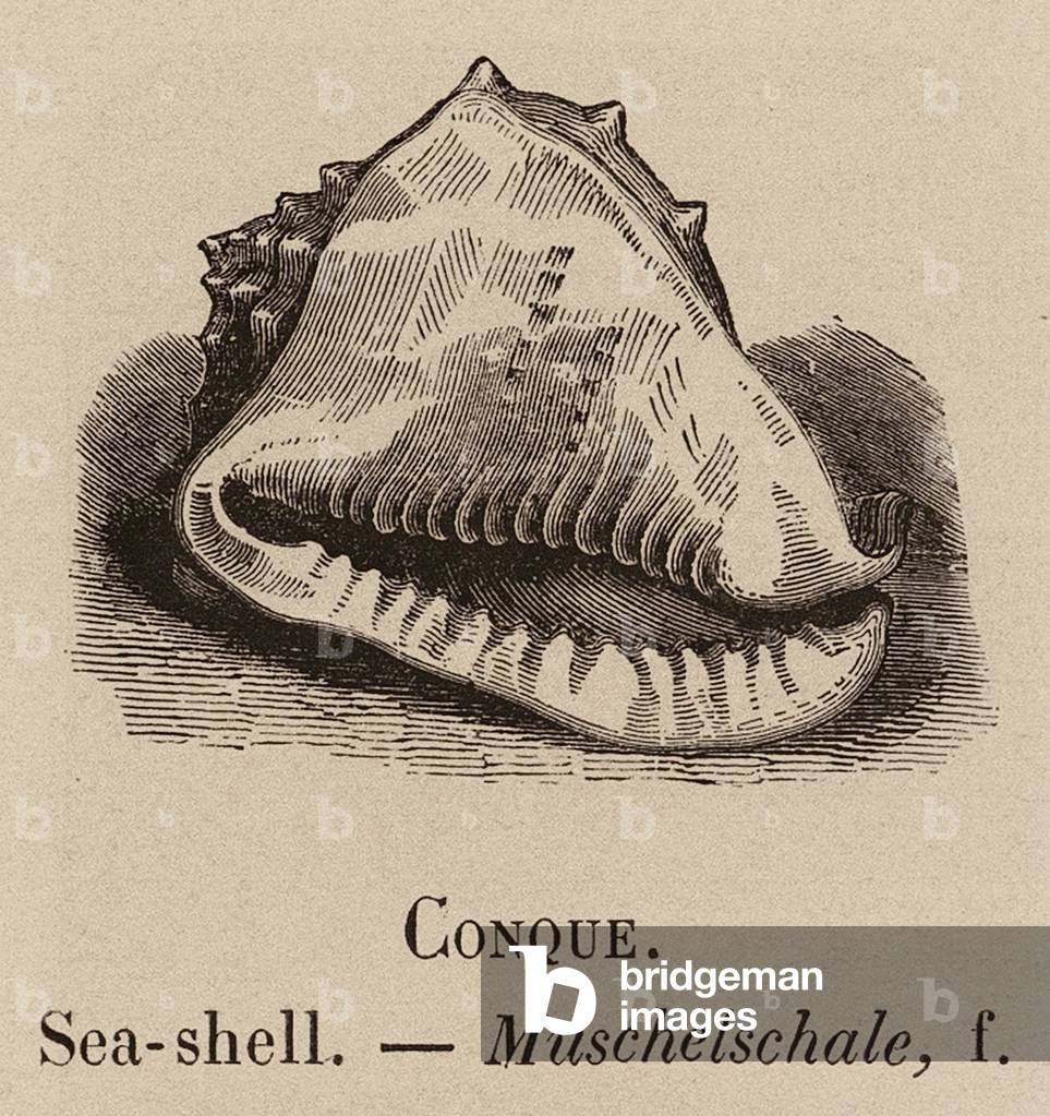 "Le Vocabulaire Illustre: Conque; Muschelschale; Muschelschale (Gravur)" 1873 von European School