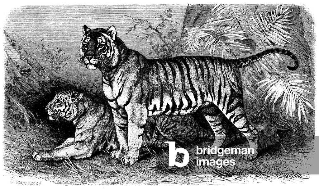 Immagine di Incisione "Tigre", b/w