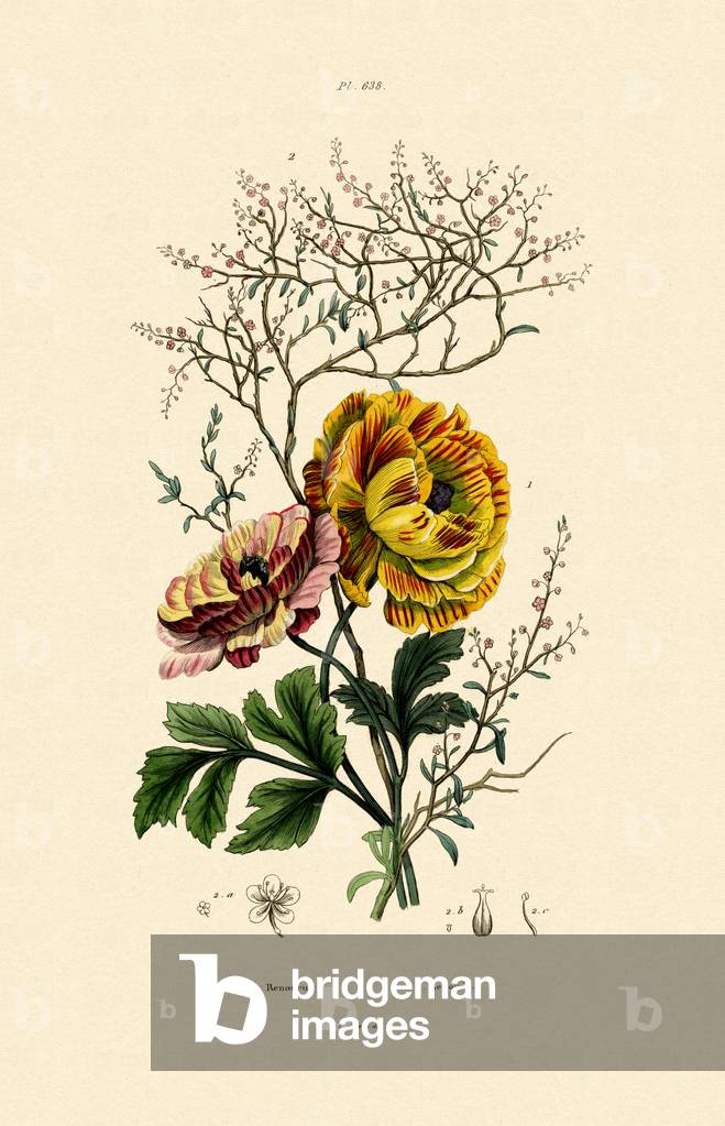 Buttercup, 1833-39 (farbige Gravur)