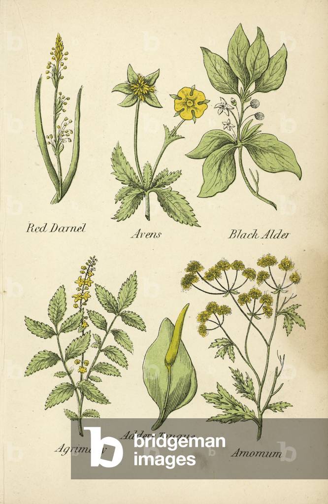 Red Darnel, Avenen, Black Erle, Agrimony, Adders Zunge, Amomum (Farbe litho)