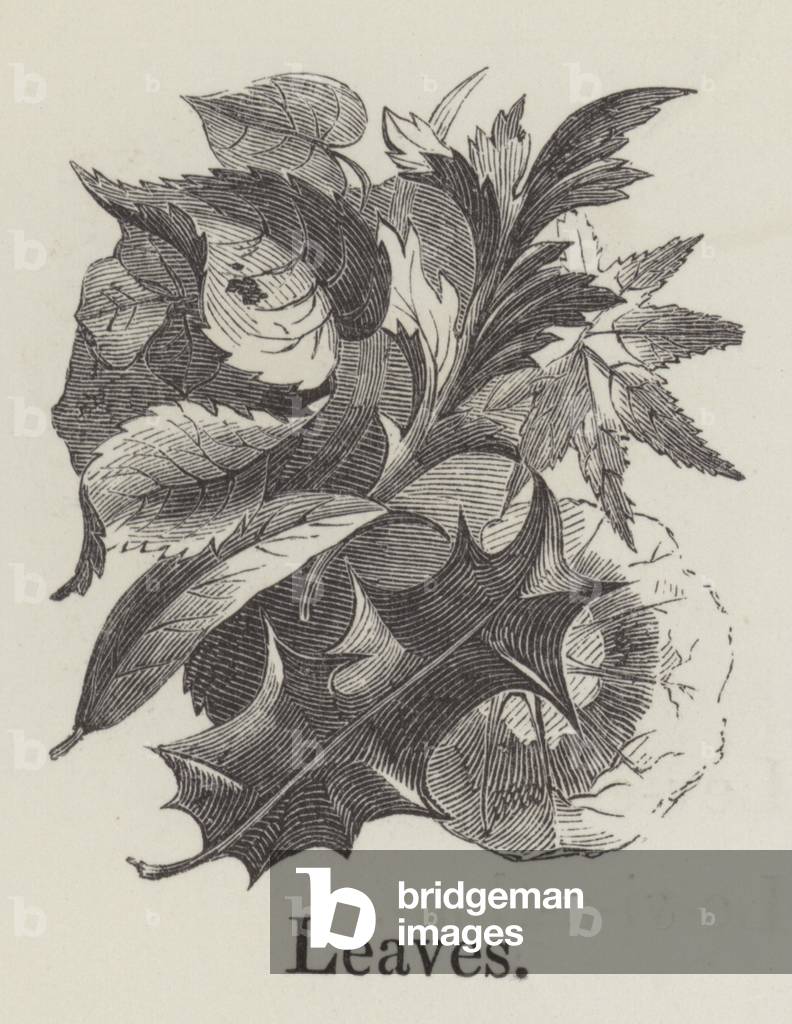 Blätter (Gravur)
