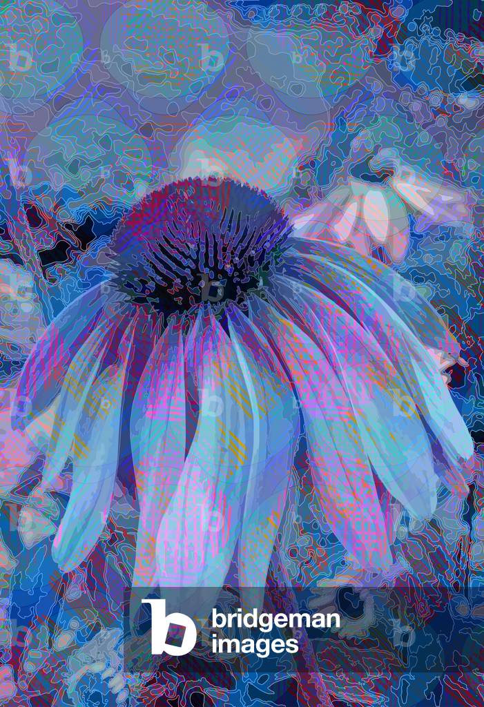 Fleur de cône 2015 par Scott J. Davis