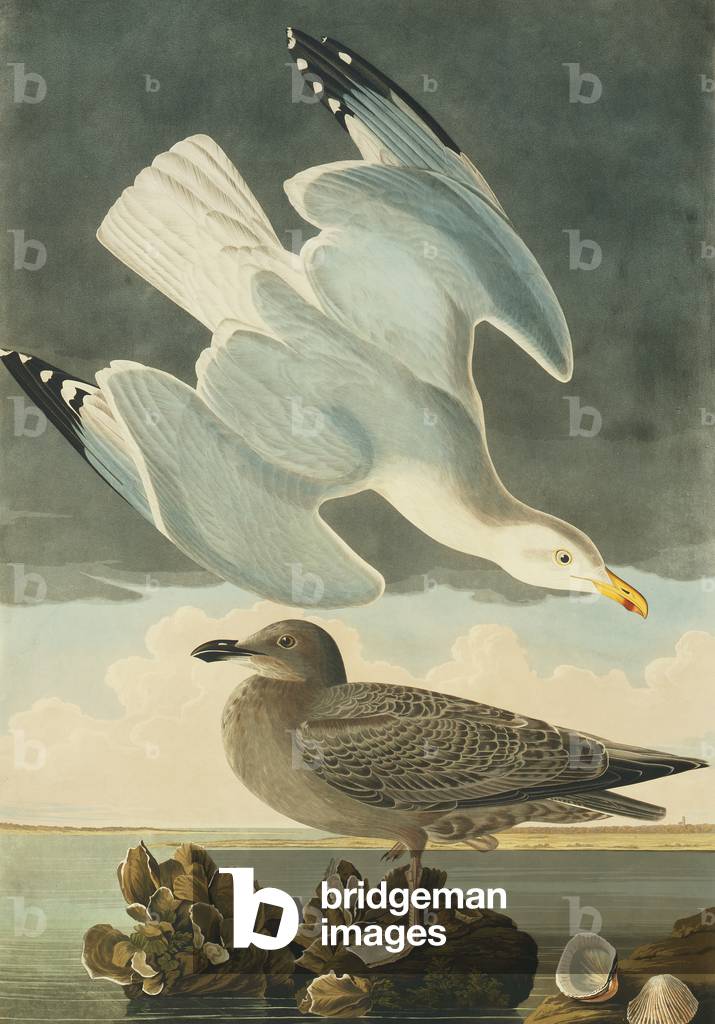Larus argentatus, Heringsmöwe, Teller 291 von John James Audubons Birds of America, original Doppel-Elefantenm