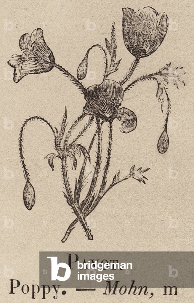 "Le Vocabulaire Illustre: Pavot; Papavero; Mohn (incisione)" 1873 di European School