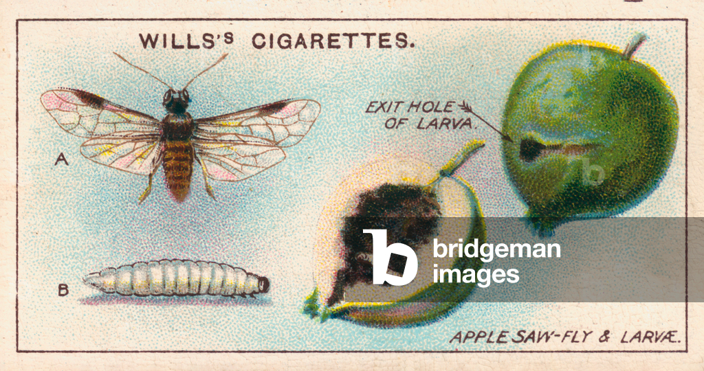 Immagine di Stampa "Vita da giardino: Mosca sega del melo e larve (chromolitho)" 1901 di English School