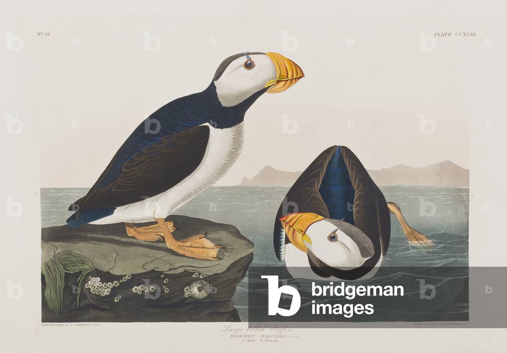 Immagine di Incisione "Illustrazione da 'Birds of America'", 1827-38 di John James Audubon