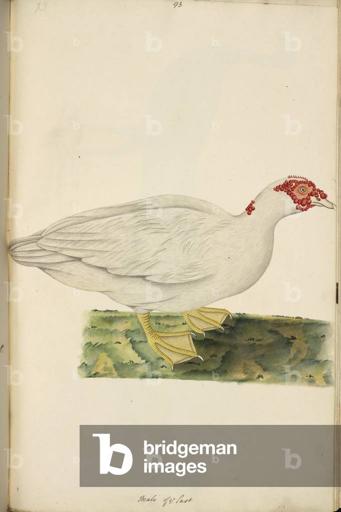 "Anatra muta
Cairina moschata
Una versione addomesticata.", b/w