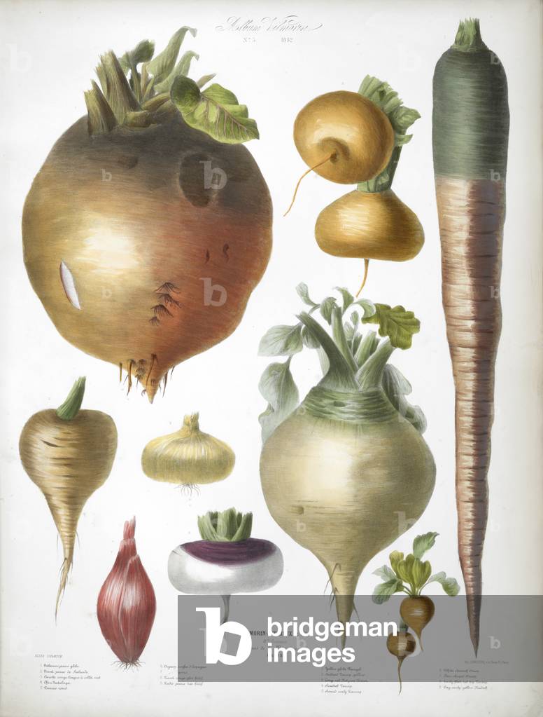 Various Vegetables