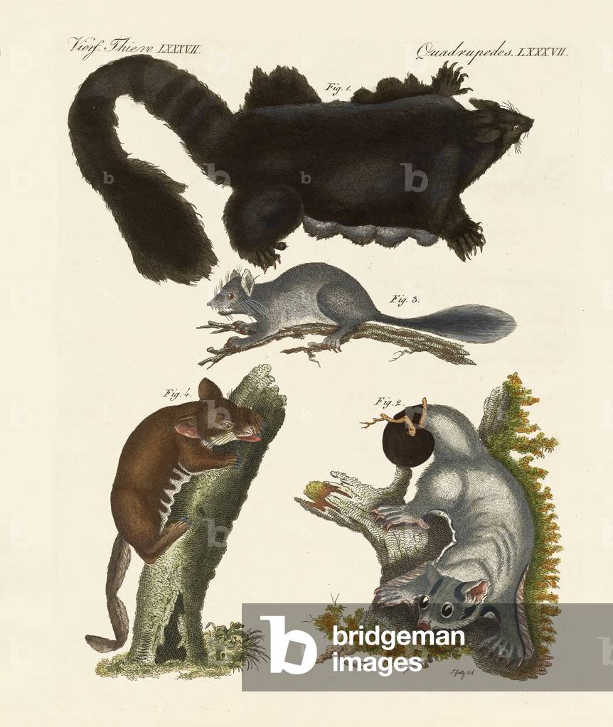Immagine di Incisione "Strani marsupiali (incisione colorata)" di German School