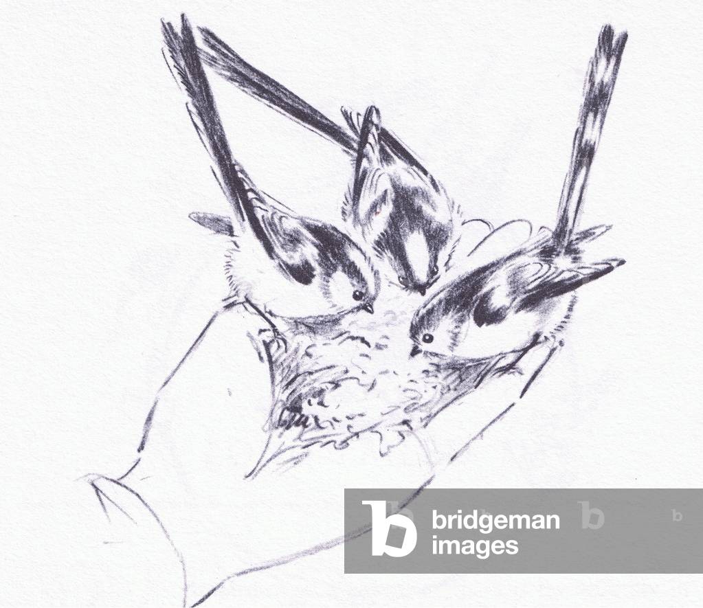 Long Tailed Tits Fütterung, von Wanderers of the Field pub.von Routledge und Kegan Paul, 1959 (litho)