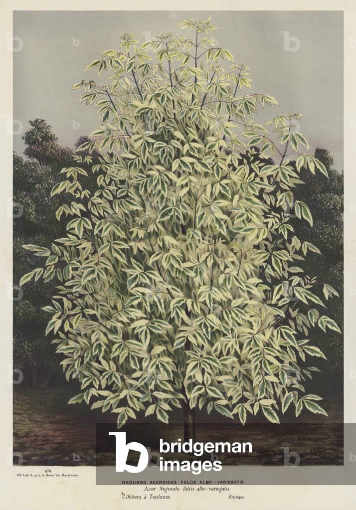 Acer negundo (ashleaf maple) (colour litho) by European Artist, b/w