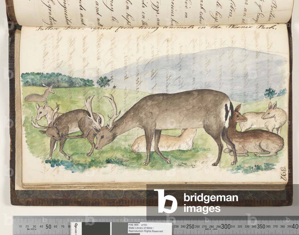 "Seite 392. Damhirsch" 1810 von Kenelm Henry Digby