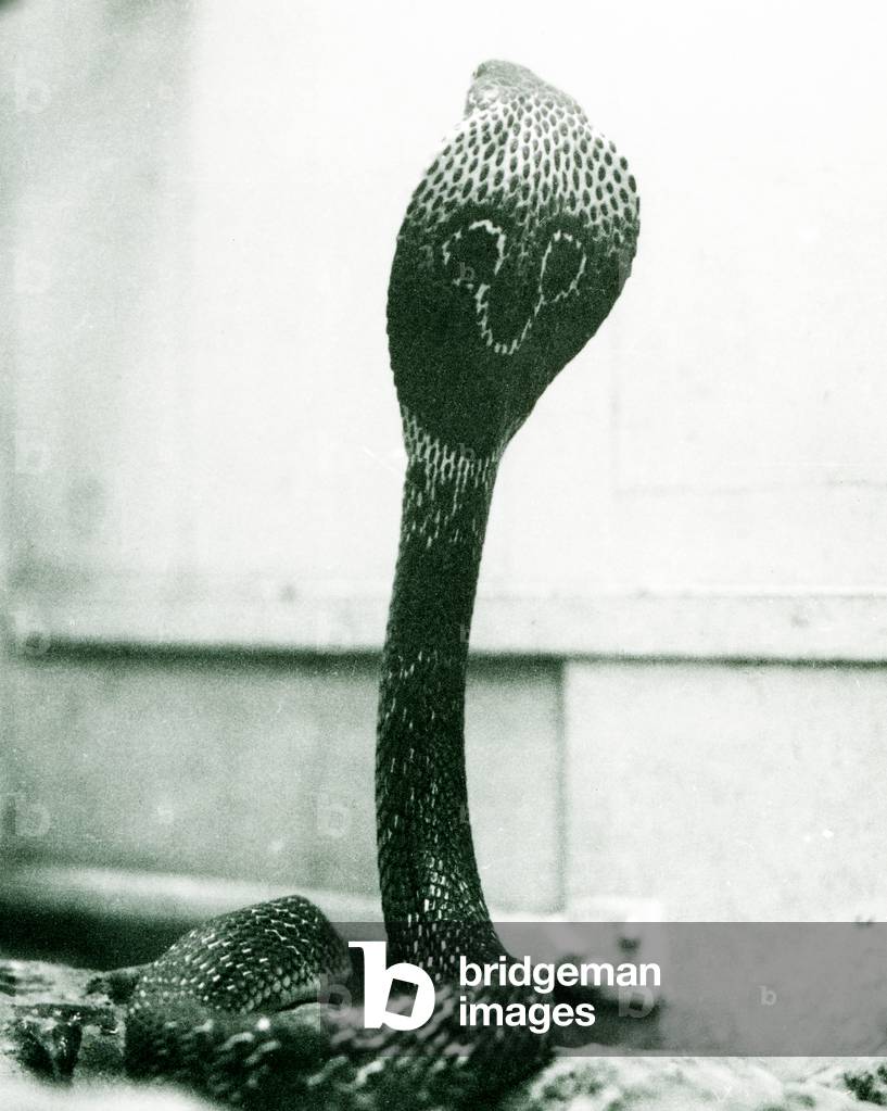 Eine indische/Brillen/Asiatisch/Fernglas Kobra mit erhobenem Kopf und ausgestellter Kapuze, London Zoo, Oktobe