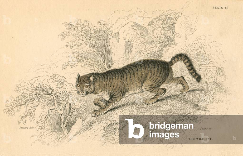 Chat sauvage européen (Felis silvestris). Extrait de British Quadrupeds, b/w