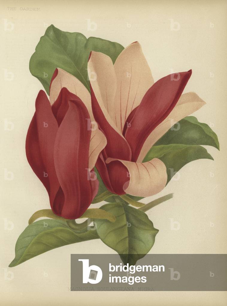 "Magnolia soulangiana nigra (Farbe litho)" von English School