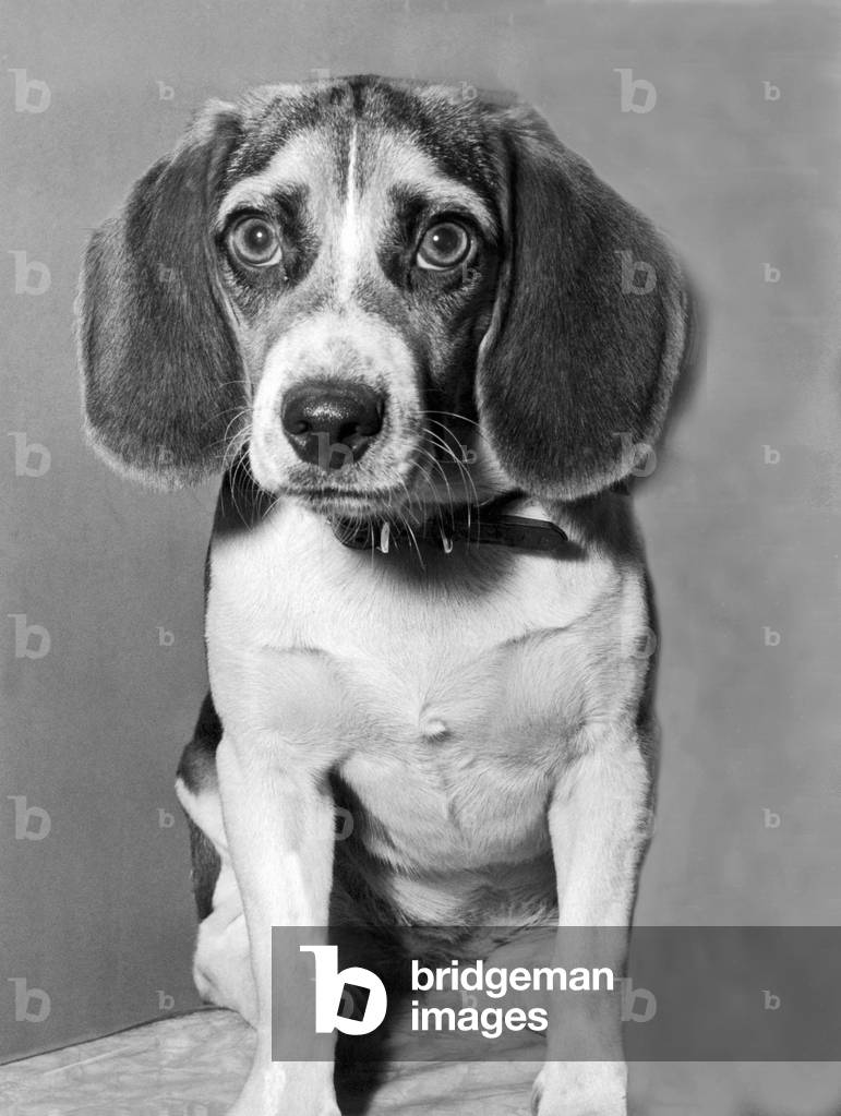 Lonely Beagle Awaits Adoption (b/w photo), b/w