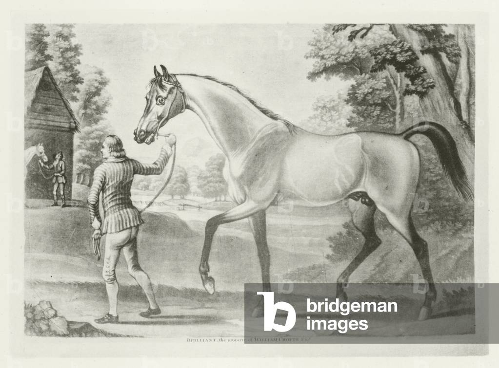 Brillante, puledrato 1750 (foto in b/n)