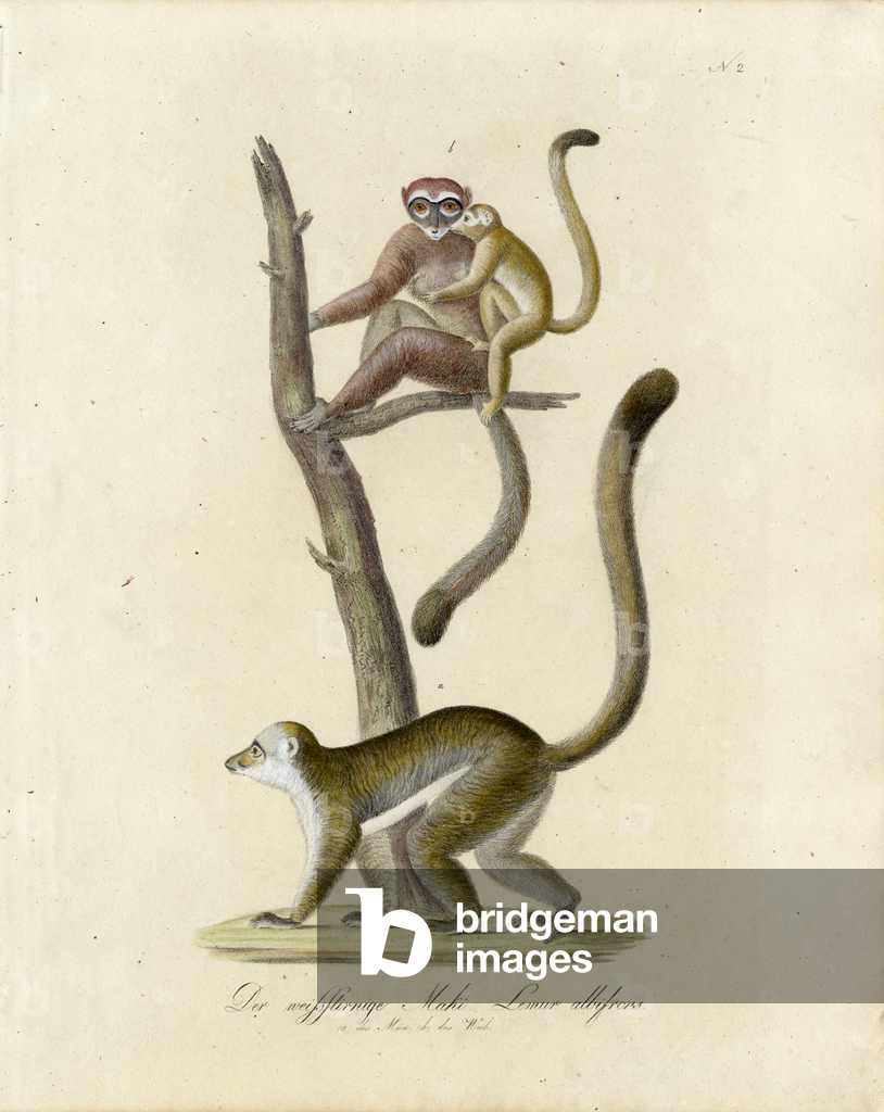 Immagine di Stampa "Lemuri dalle orecchie bianche (stampa)" di Karl Joseph Brodtmann