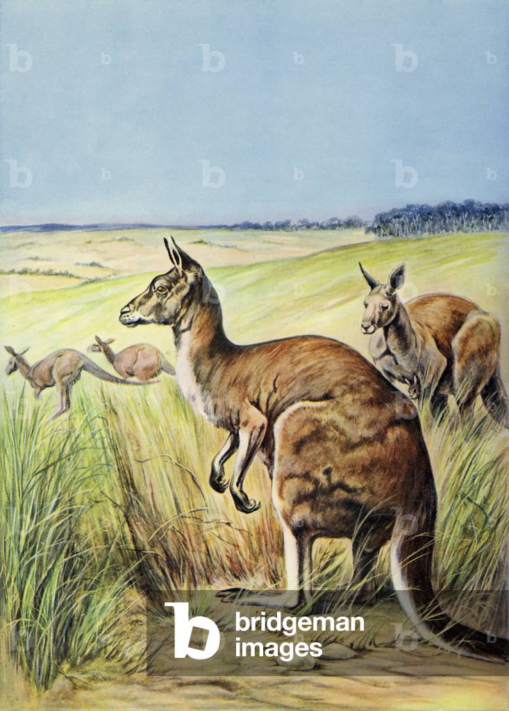 Kangaroo