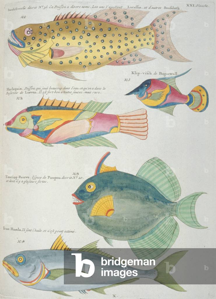 Farbenfrohe Abbildung von fünf Fischen