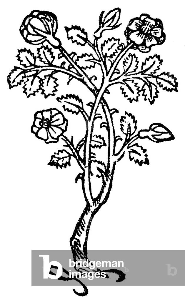 Image of Engraving depicting Rose, b/w