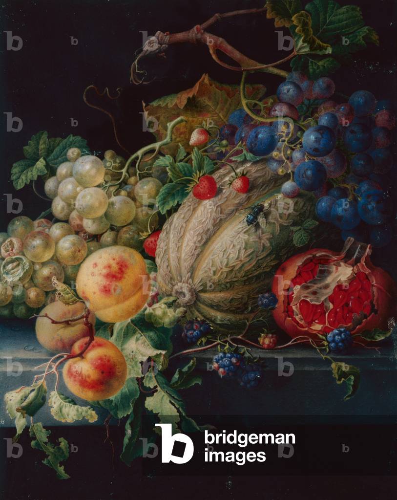 Fruit Still Life on a Stone Ledge (piombo nero, w/c e body color su pergamena)