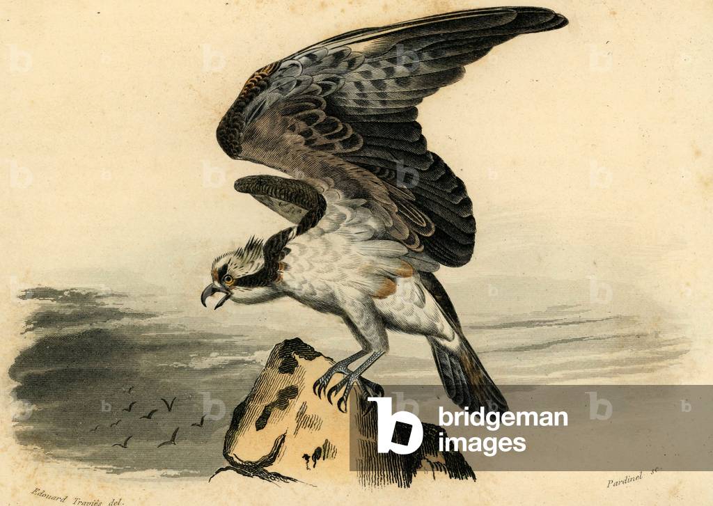 Le balbusard Engraving on metal aquarellee By Edouard Travies Animal painter and illustrator francais 1809 187