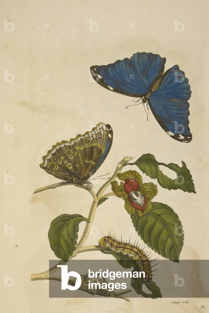 Eine Raupe, die sich auf einem Blatt ernährt, zwei Schmetterlinge.