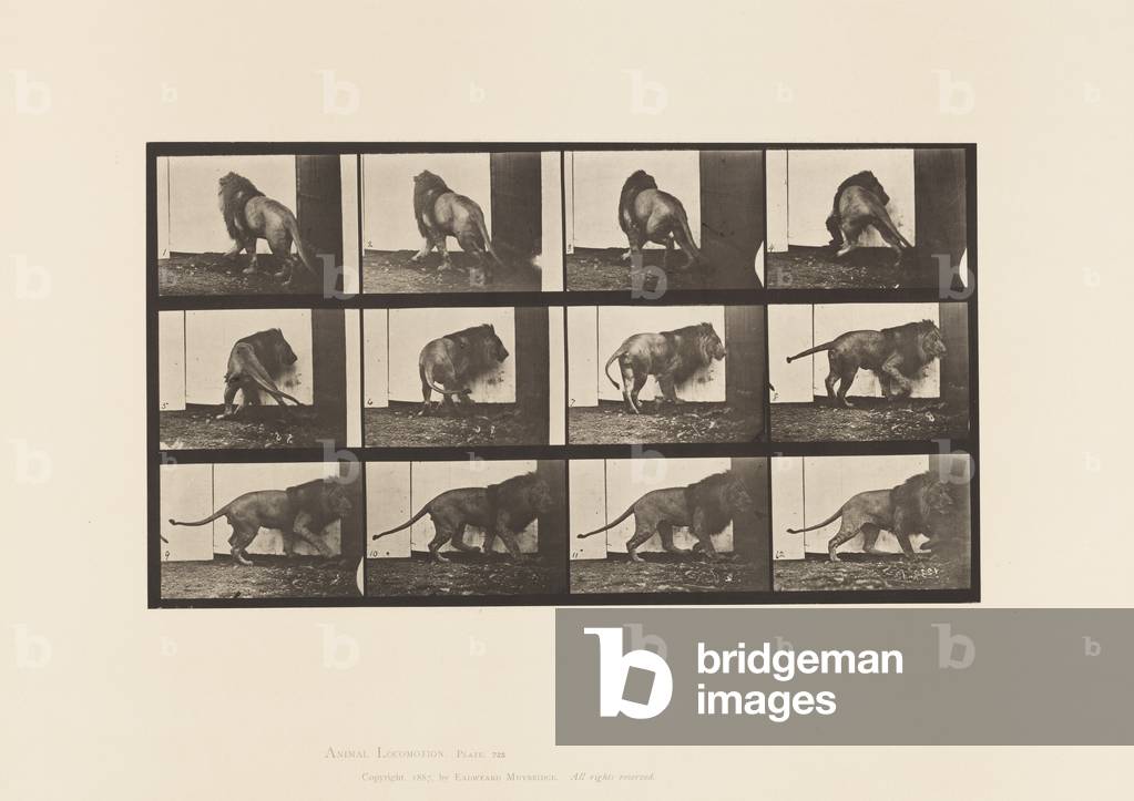 Immagine di Fotografia "Targa 725. Leone; Camminare" 1885 di Eadweard Muybridge, b/w