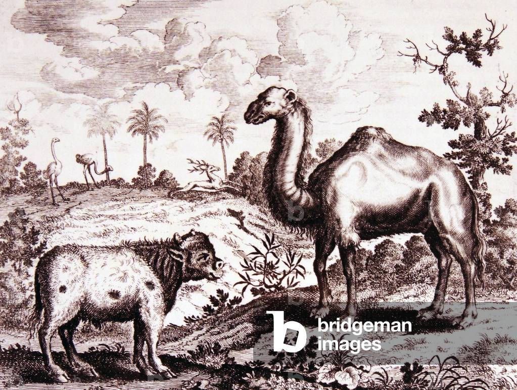Une scène africaine avec un chameau et une bête rhinocéros ou autre représentée dans une illustration français