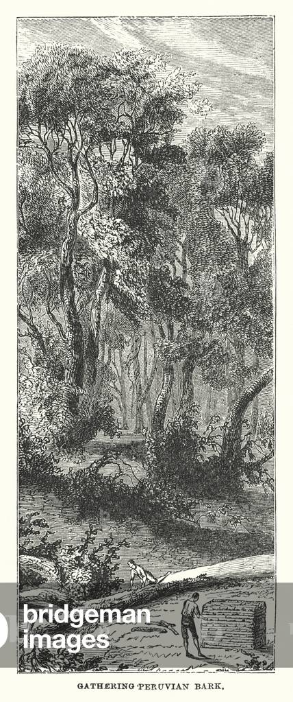 Amérique du Sud : cueillette d'écorces péruviennes (gravure) 1901 par English School